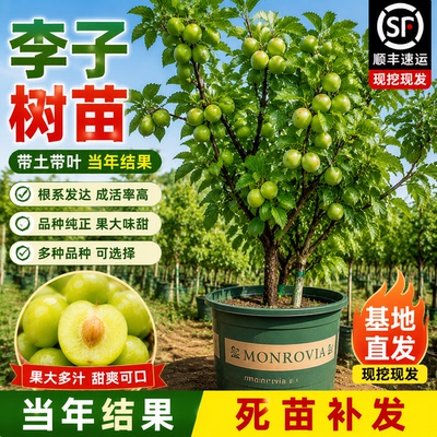 蜂糖三华李子树苗南北方可种植
