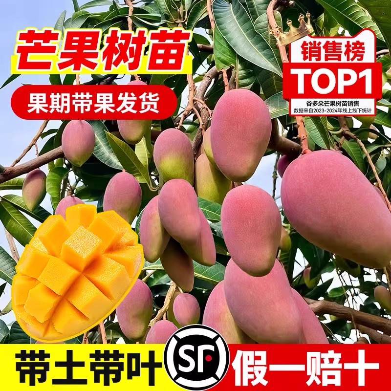 嫁接芒果树特大四季苗金煌
