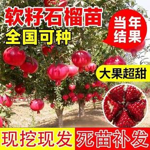 石榴树树苗突尼斯软籽庭院果树南北方种植盆栽地栽特大石榴果树苗