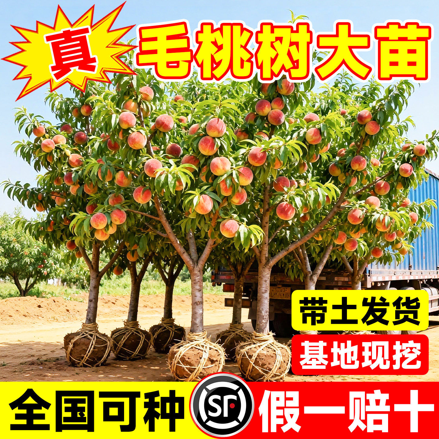 毛桃树果苗早熟高产嫁接树苗南北方庭院四季种植水蜜桃黄桃真结果