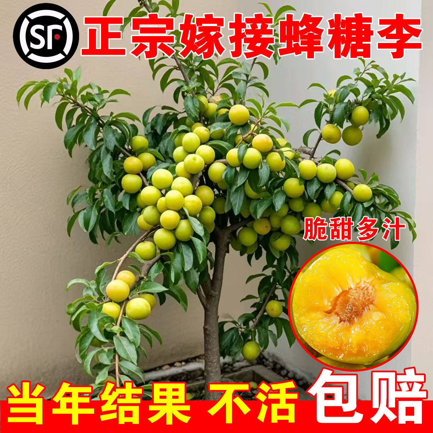 正宗蜂糖李子树苗三华李子苗恐龙蛋新品种西梅南方北方种植脱骨李