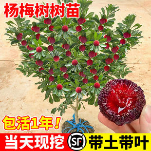 正宗嫁接东魁杨梅树树苗杨梅苗南北方种植地栽果树苗当年结果特大