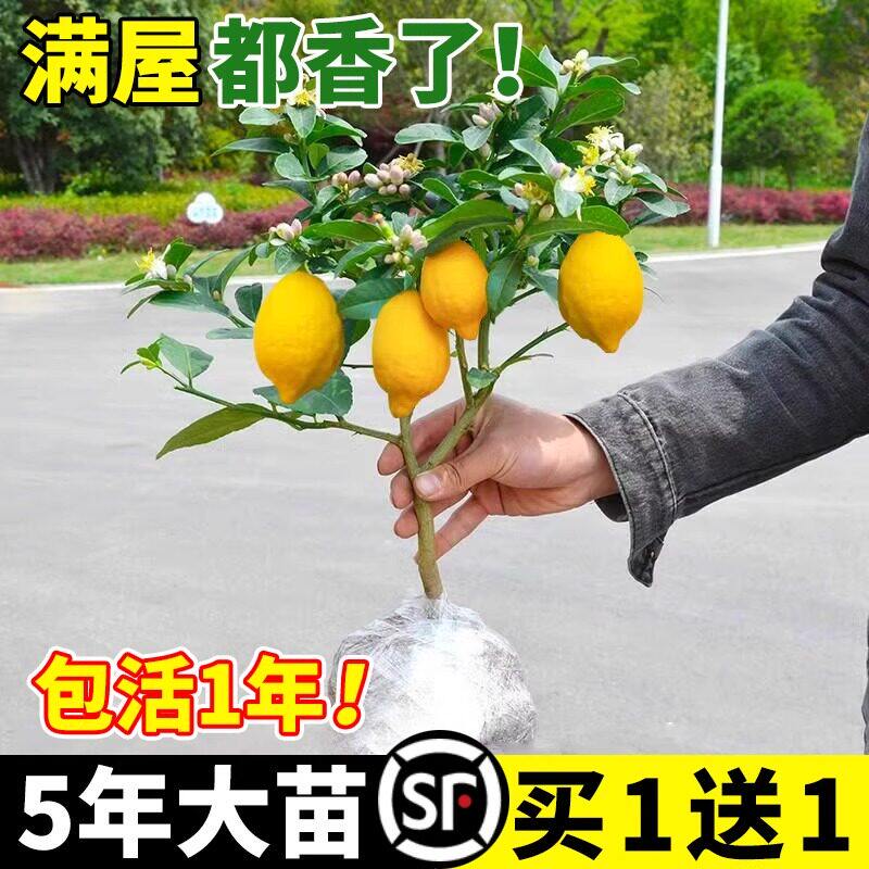 香水柠檬树树苗盆栽地栽水果树果苗南北方室内庭院种植四季结果