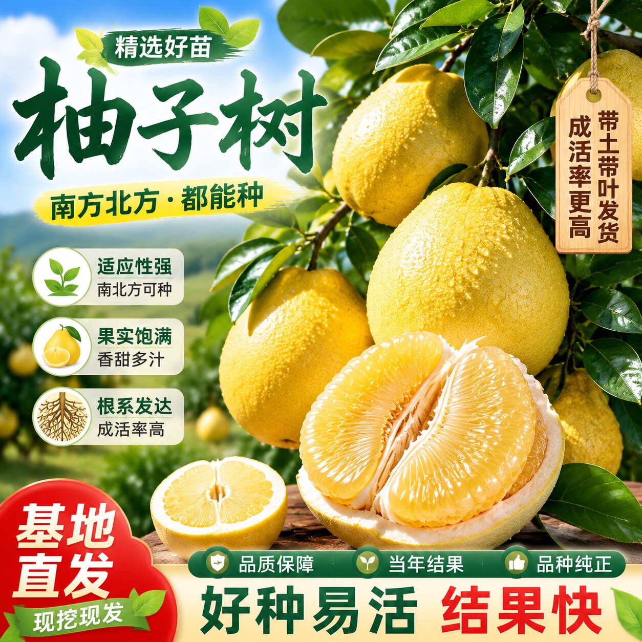 玉环文旦柚嫁接苗当年结果地栽图片