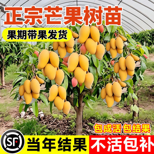 嫁接芒果树特大四季苗金煌