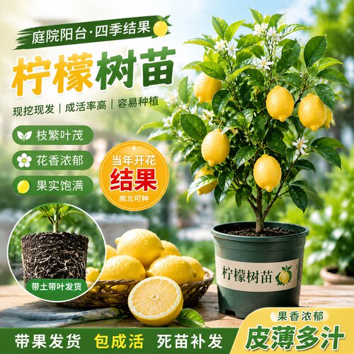 香水柠檬树苗带果四季可食盆栽