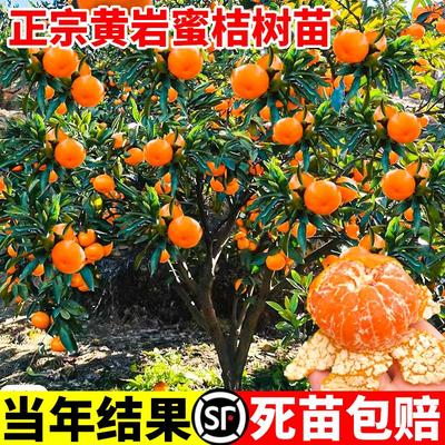 黄岩无核蜜桔苗嫁接子树