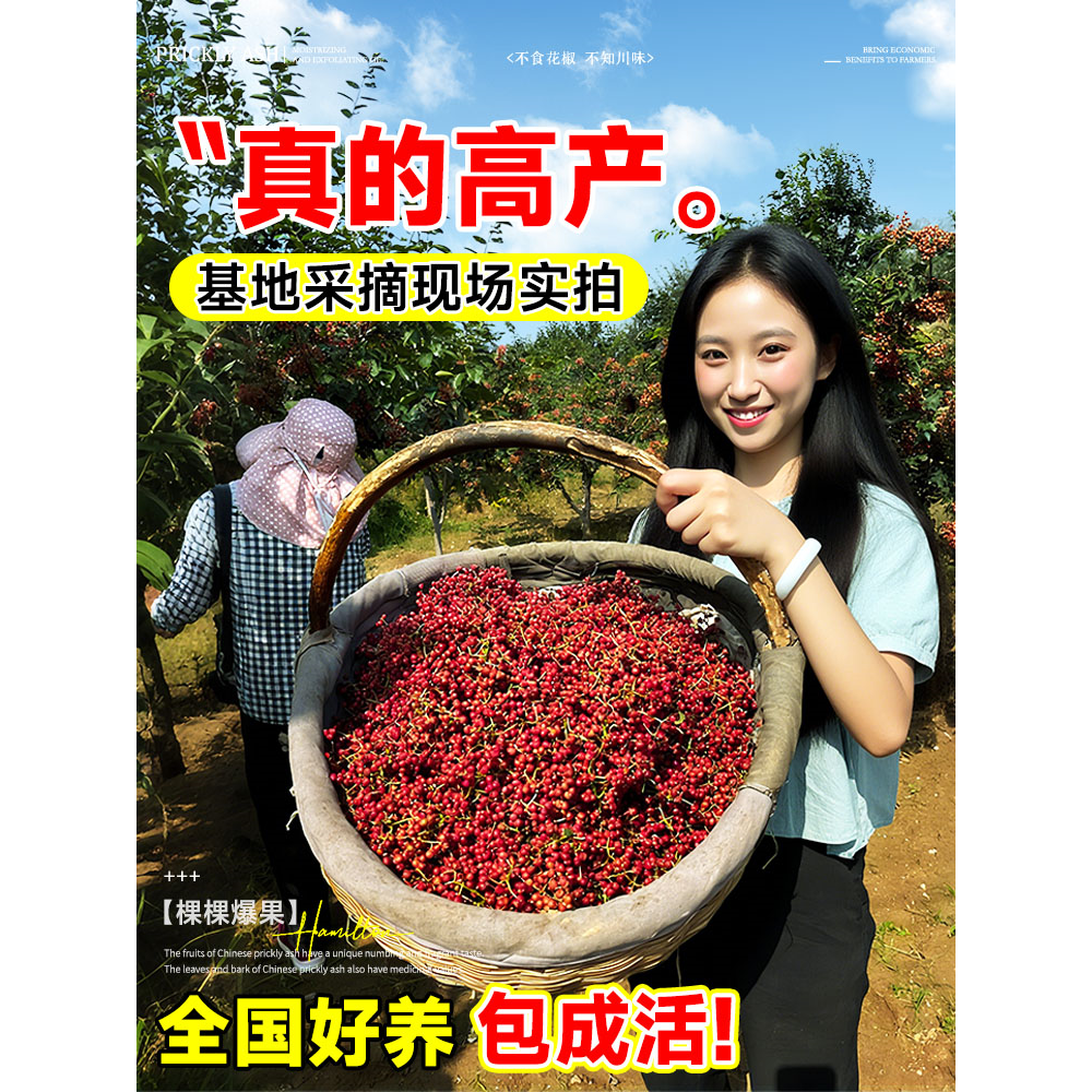 花椒苗树大红袍带土小种盆