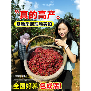 花椒苗树大红袍带土小苗种盆栽老桩四川九叶青花椒树大苗当年结果