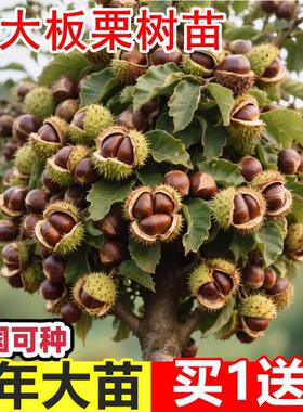 板栗苗树南方北方种植板栗树嫁接苗庭院当年结果板栗树果苗特大号