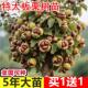 板栗苗树南方北方种植板栗树嫁接苗庭院当年结果板栗树果苗特大号