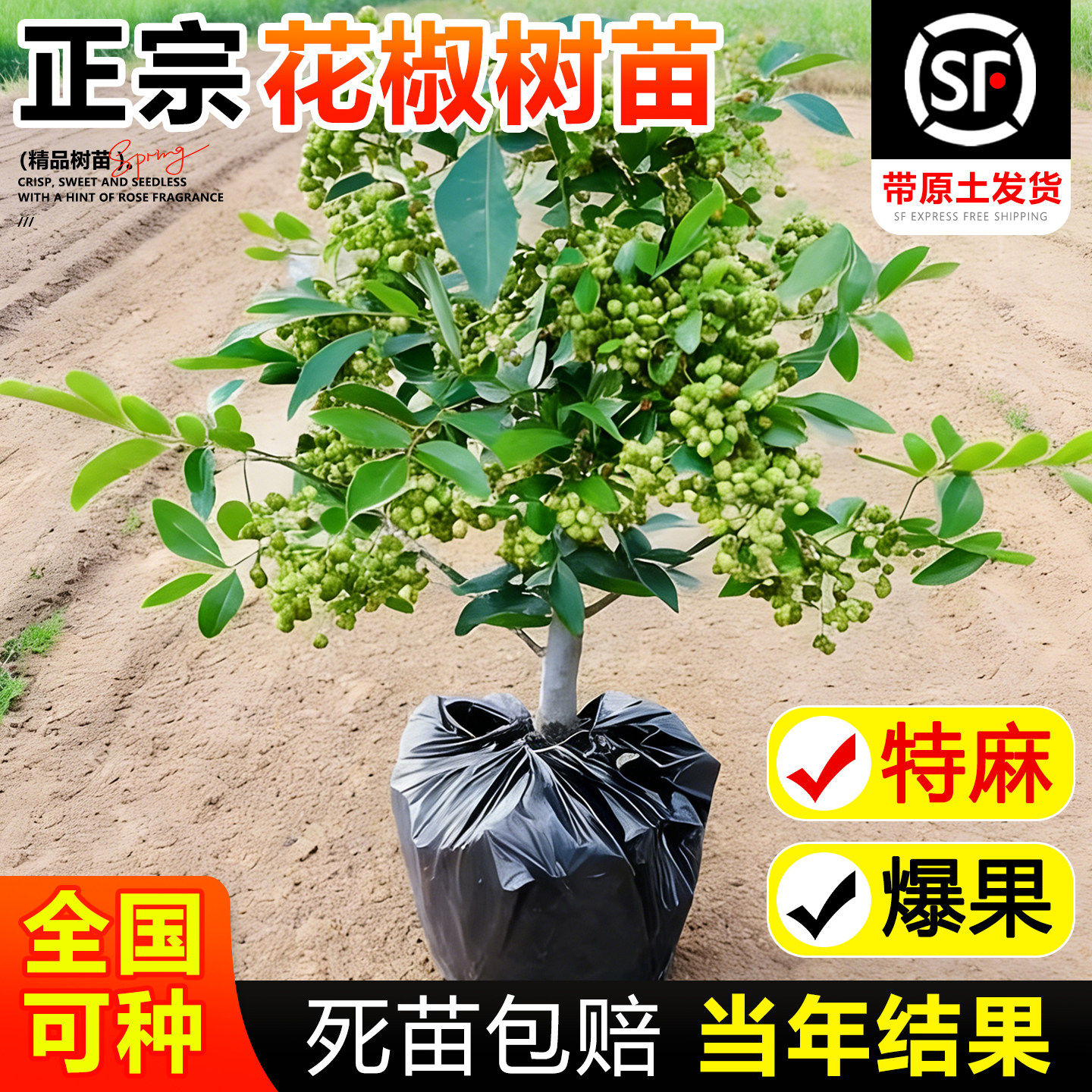 花椒苗树大红袍带土小苗种盆栽老桩四川九叶青花椒树大苗当年结果