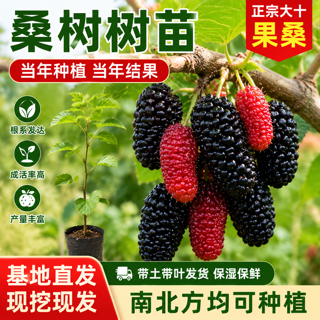 桑树苗盆栽果树苗当年结果带土带叶发货南北种植基地直发现挖现发