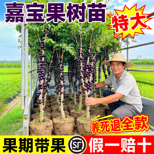 正宗嘉宝果苗树老桩葡萄沙