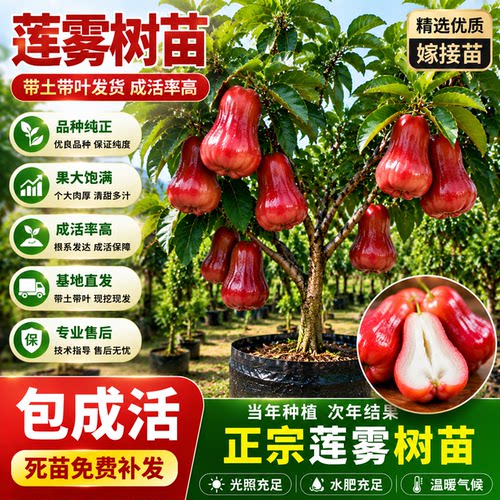 海南莲雾苗黑金刚黑糖芭比地栽