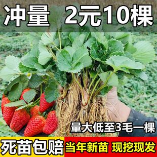 四季 草莓苗奶油红颜草莓秧大棚种植草莓盆栽当年结果新苗带土果苗