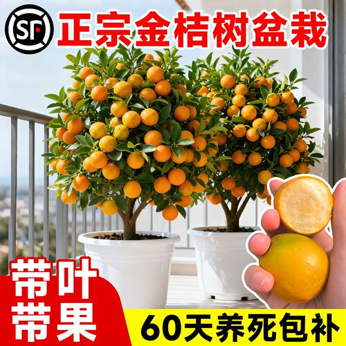 脆皮金桔树苗带果发货可食
