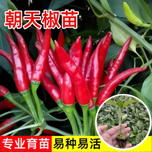 小米辣苗子高产南北方可种蔬菜苗