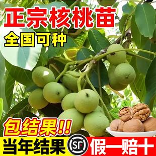 嫁接新疆核桃树苗地栽特大纸皮核桃树苗南北方种植果树苗当年结果