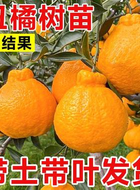 正宗四川丑橘春见耙耙柑果树苗水果种植粑粑柑丑桔橘子树果苗地栽