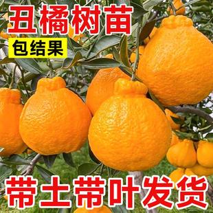 正宗四川丑橘春见耙耙柑果树苗水果种植粑粑柑丑桔橘子树果苗地栽