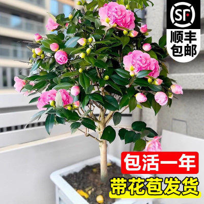 茶花树苗四季香妃卉盆栽易