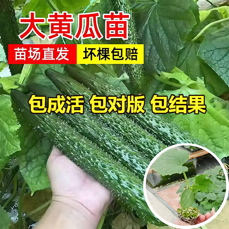 密刺长黄瓜秧苗南北方可种植图片