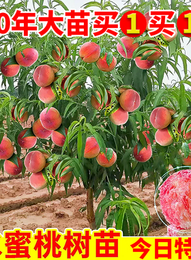 早熟高产水蜜桃树苗四季可种树苖当年结果南北方种植树苗桃树果苗