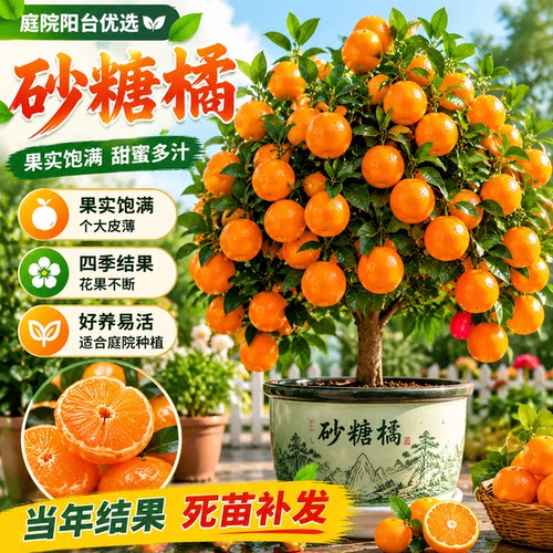 砂糖橘树苗盆栽带果南北可种