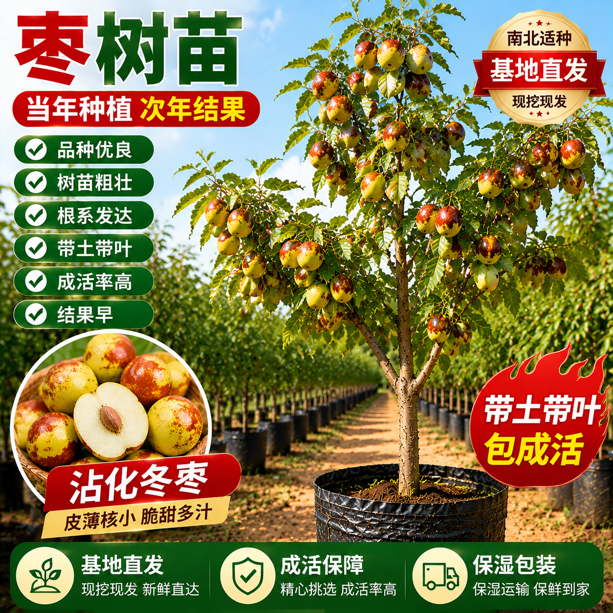 枣树活苗大枣超甜带土球南北方沾化冬枣大树矮化嫁接苗当年结果