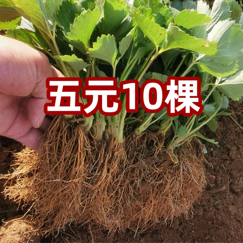 四季草莓苗奶油红颜秧大棚