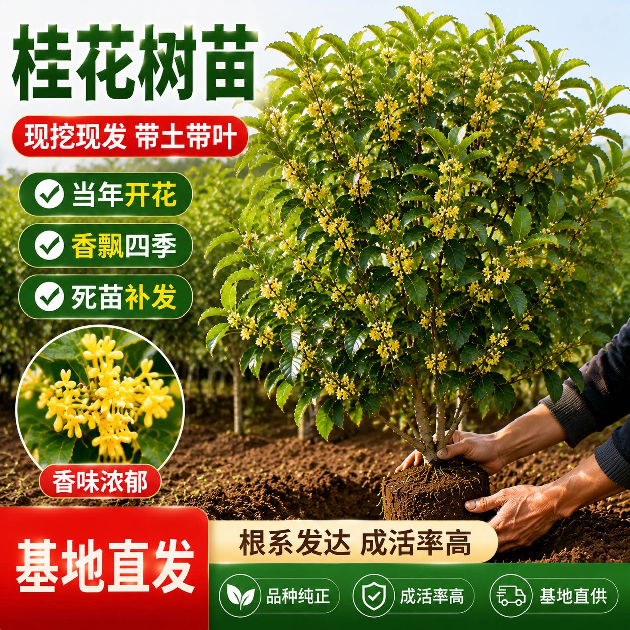 桂花树苗大树四季桂老桩庭院金桂八月桂室外种植别墅地栽花卉绿植