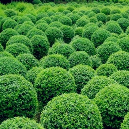 小叶女贞造型盆景树桩球形树苗庭院别墅绿化植物观叶绿化苗木