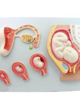 医信MDCD人体妊娠胚胎儿发育过程模型受精卵子宫组织胚胎模型