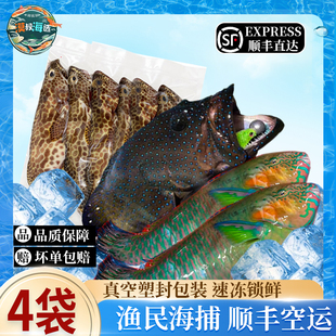 西沙海捕速冻锁鲜蓝点星斑鹦嘴青衣鱼蜂巢斑组合渔民手钓捕捞海鲜