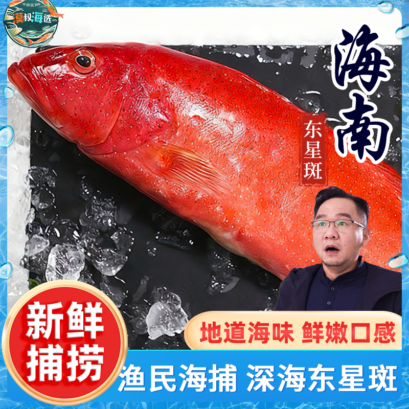 海南南海渔民海钓海捕东星斑送礼