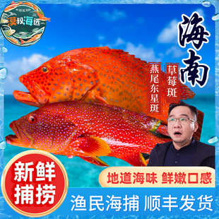 南海海鲜海鱼速冻锁鲜草莓斑燕尾东星斑组合渔民手钓捕捞