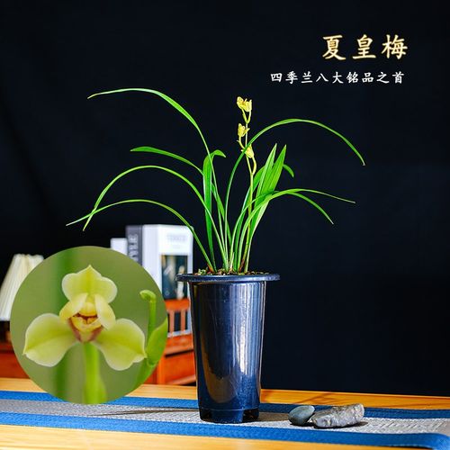 四季兰花苗建兰铭品梅瓣夏皇梅夏季秋季开花室内阳台花卉盆栽绿植