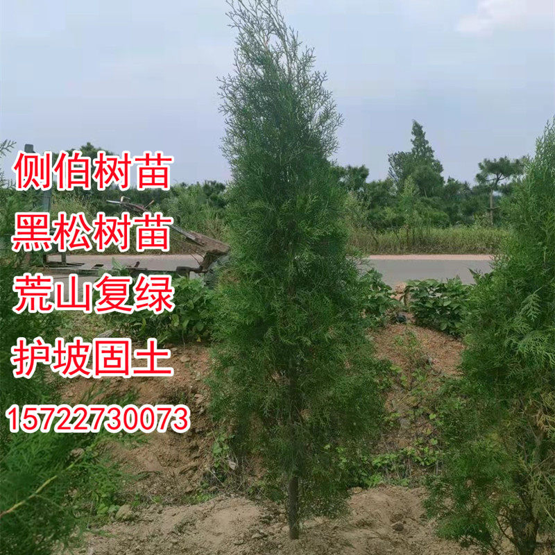 侧柏树苗 塔柏扁柏小苗 香柏树枝黑松树苗防砂固土荒山复绿占地植图片