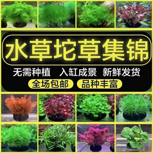 全套鱼缸坨草自养水草造景懒人净化水草植矮水草懒人入门增氧水培