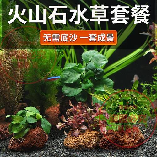 火山石水草全套套餐增水懒人好养易活鲜活水培植物鱼缸专用草