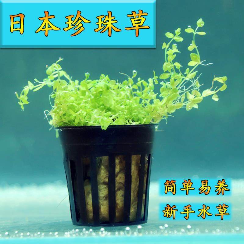 日本珍珠草高珍珠生长快速易爆缸淡水真水草鱼缸造景水培活体植物
