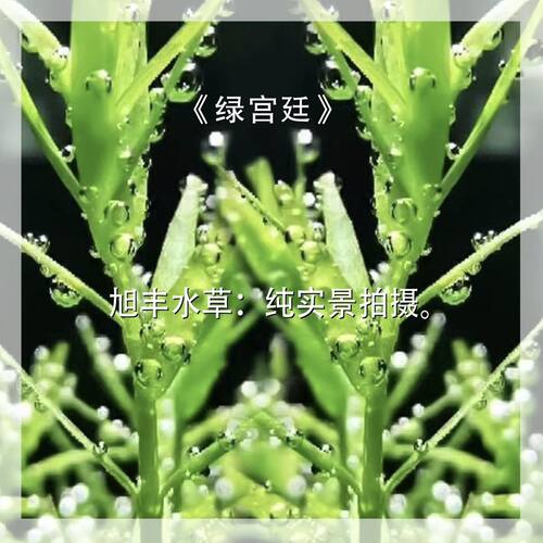 新手绿宫廷水下叶打头草草缸中后景无碳活体现剪可养水草增化