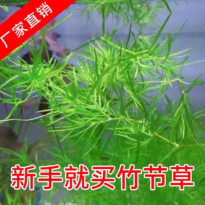 印度竹节草耐活水草植物孔雀鱼虾躲避中后景淡水增化水质..