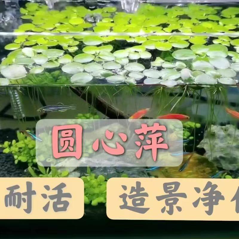 圆心萍苹果萍1朵每浮草长须大叶浮萍强力吸收NO3水草虾净化淡水