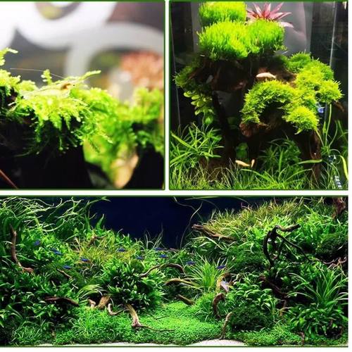 散装莫斯水草植物鱼缸苔藓沉木造景装饰三角垂泪莫丝