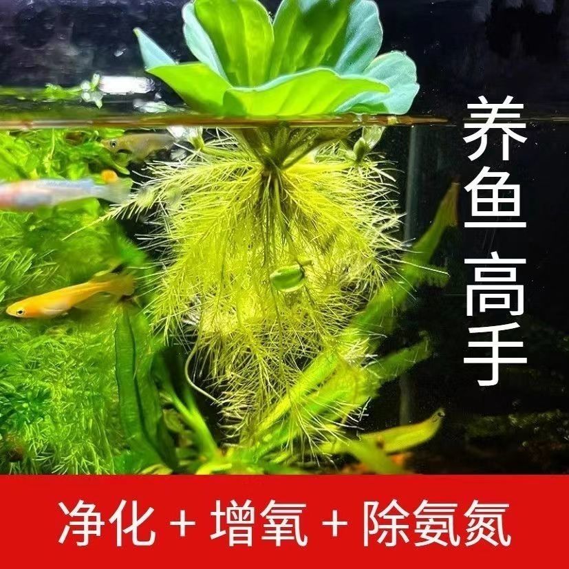 水芙蓉浮萍水培水浮莲植物水生养鱼增氧鱼缸池塘造景水草净化水质