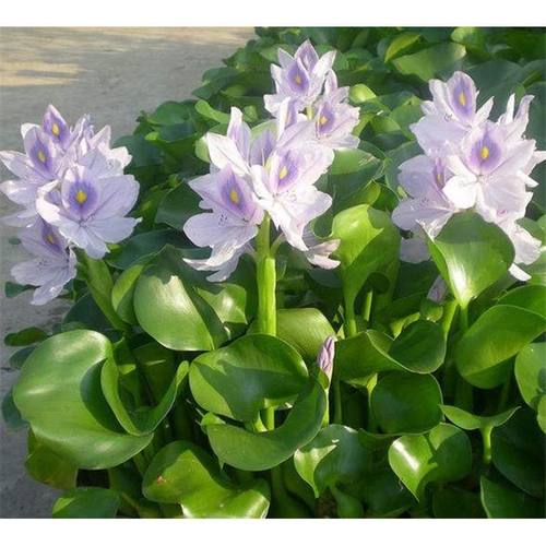 水葫芦水草浮萍 水生 水养植物 鱼缸池塘水池 种植花卉好养净化水