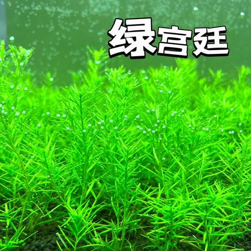 新手绿宫廷水下叶打头草荷兰景草缸中后景无碳可养水草增化
