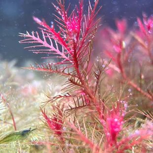 红雨伞水草鱼缸造景后景血红宫廷增氧红色淡水打头植物新手水下